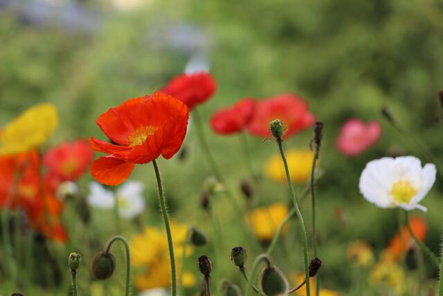 Bunte Mohnblumen