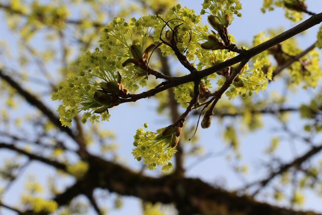 Lindgrüne Ahornblüten