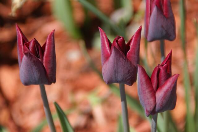 Tulpen