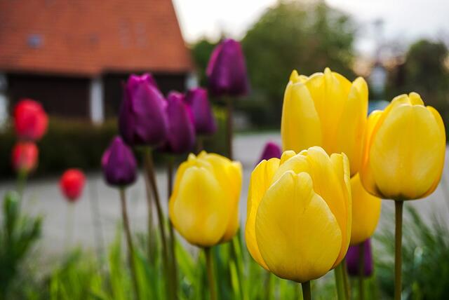 Tulpen