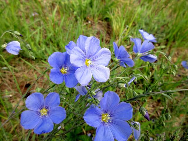 Ein zarte blaue Blüten