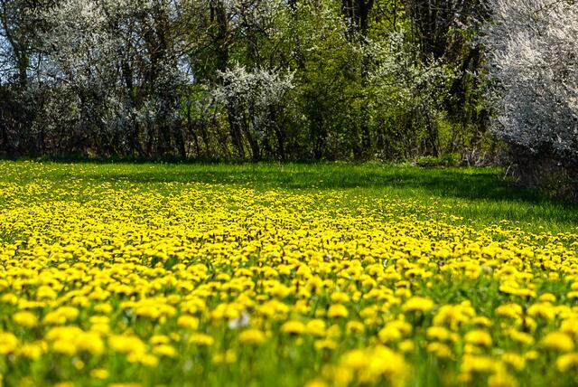 blühende Löwenzahn Wiese
