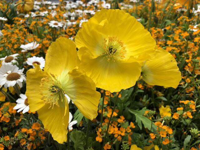 Islandmohn