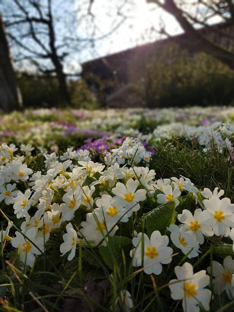Frühlingsboten