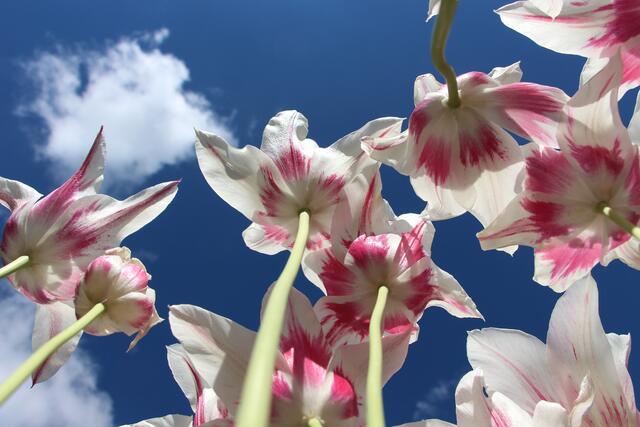 Tulpen auf dem Weg zur Sonne