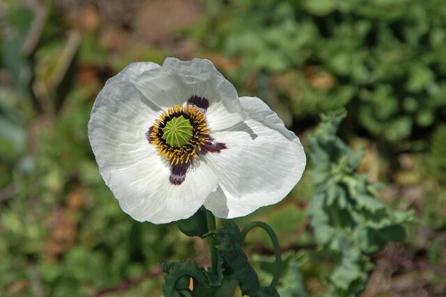 weißer Mohn