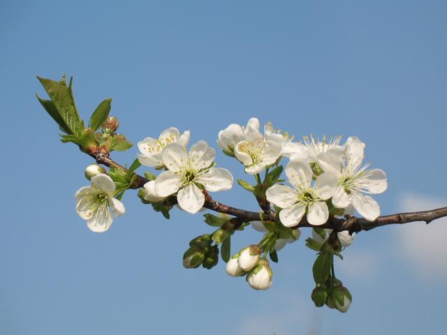 Apfelblüten