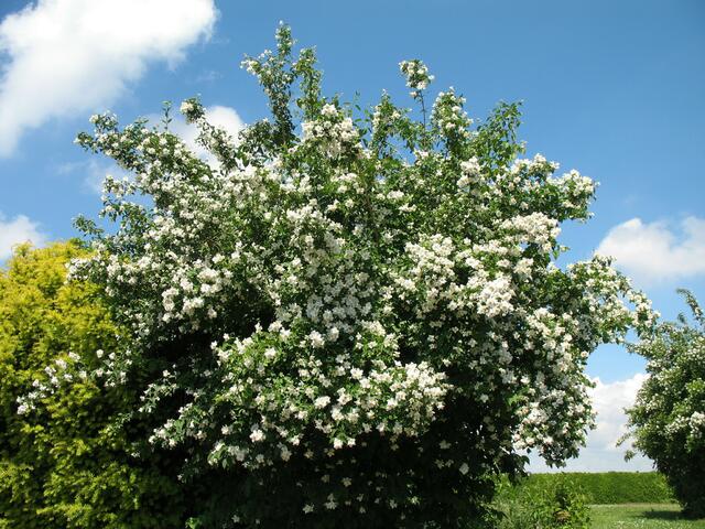 im Nachbarsgarten