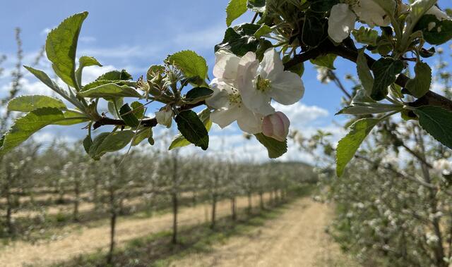 Apfelblüten in der Apfelbaumplantage von Windischenbach