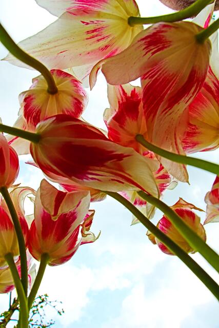 Tanzende Tulpen