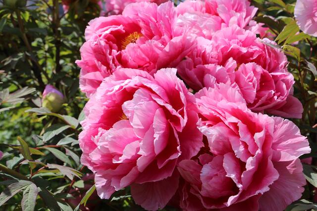 Päonien, ein rosa Traum