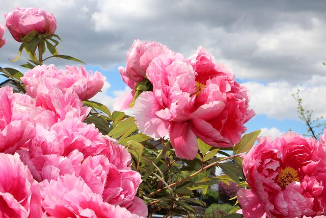 Päonien, rosa Gartentraum