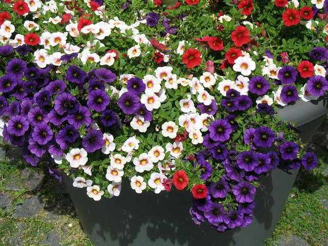 Blumentopf mit Petunien, LAGA Öhringen