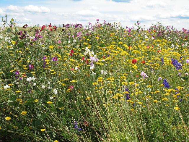 buntes Durcheinander, LAGA Öhringen