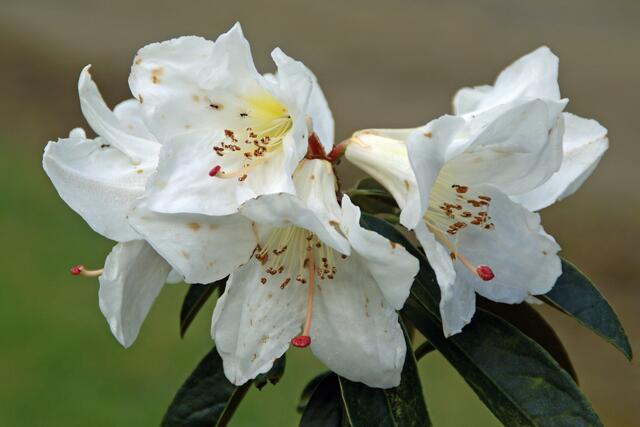 Rhododendron