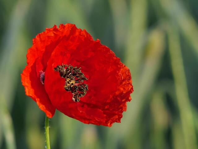 Leuchtend rot