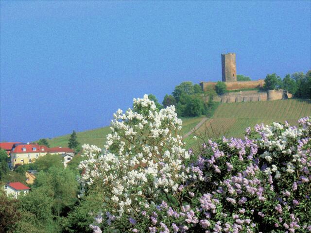 Frühlingsgruß vom Steinsberg