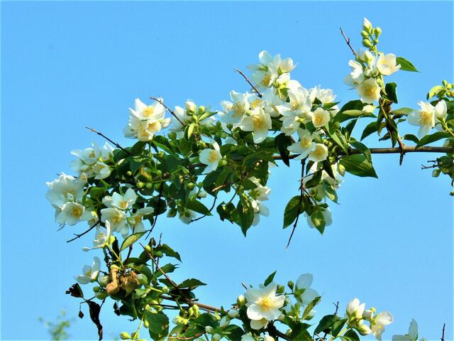 Ein Himmel voller Jasmin