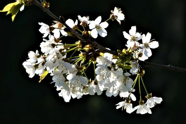 Leuchtendes Leben