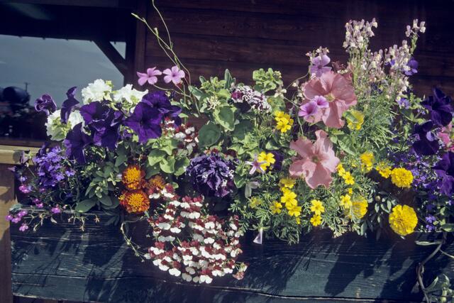 Balkonschmuck