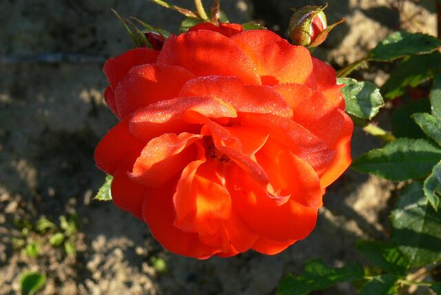 Rose im Morgentau