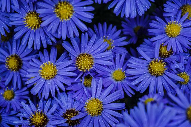 blühende Blumen mit Regentropfen