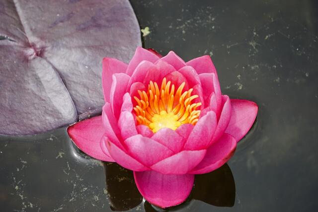 blühende Seerose im Gartenteich