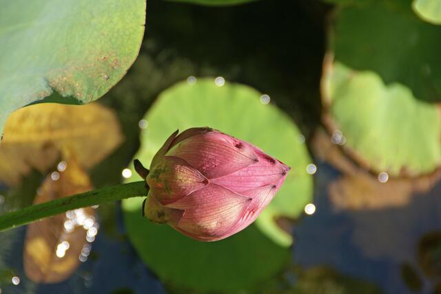 Lotusknospe