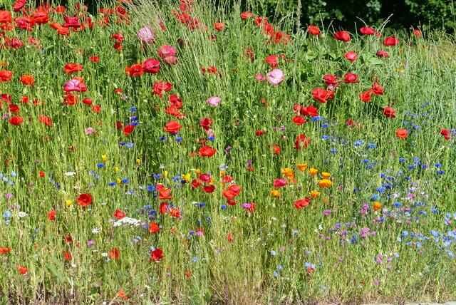 Sommerliche Vielfalt