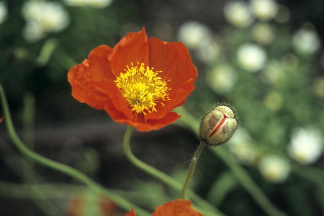..... und noch ein Mohn
