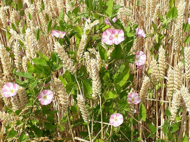 Winden im Kornfeld