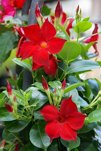 Dipladenia
