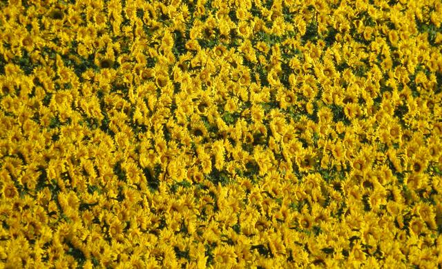 Ein Sonnenblumenmeer