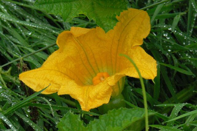Kürbisblüte - große Blüte für große Früchte