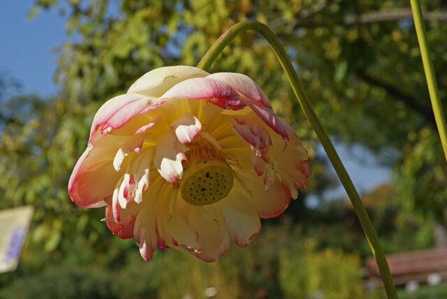 Lotusblüte