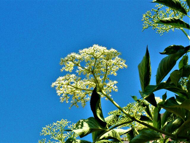 Holunderblüten
