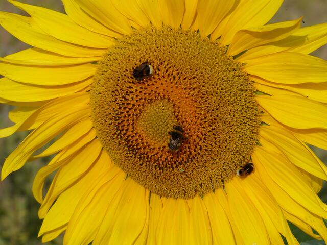 Sonnensammler bei der Arbeit