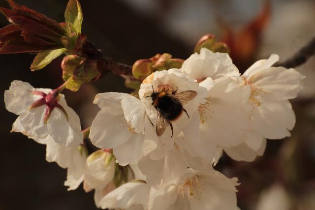 Hummel auf einer Kirschblüte