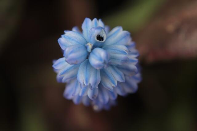 Himmelblaue Traubenhyazinthe