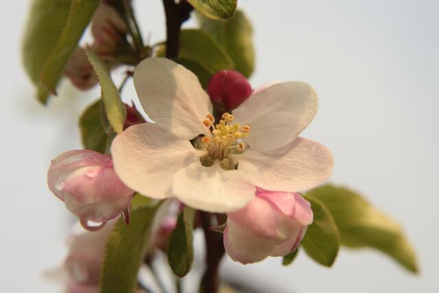 Apfelblüte, die nach dem Regen von der Sonne verwöhnt wird