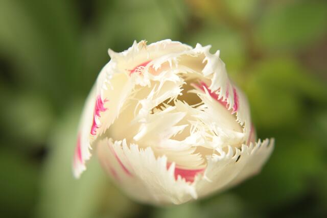 Tulpenblüte im Park in Öhringen
