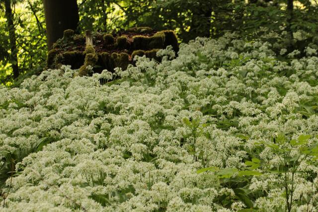Bärlauchmeer im Degmarner Wald
