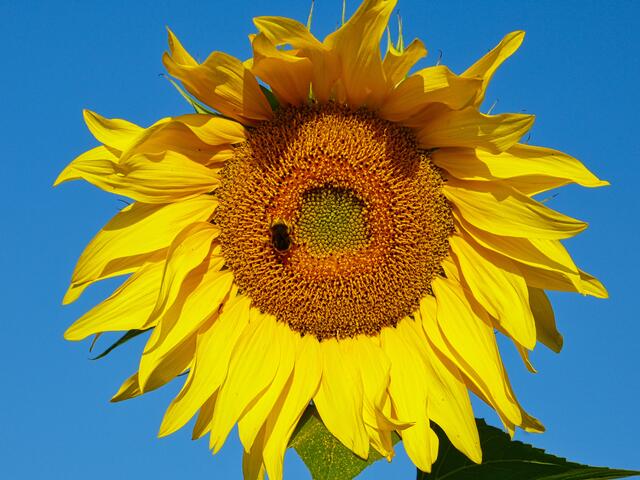 Strahlendes gelb vor blauem Himmel