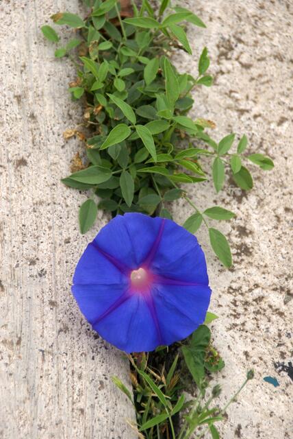 Die blaue Winde hat sich durch einen Schlitz im Beton gezwängt