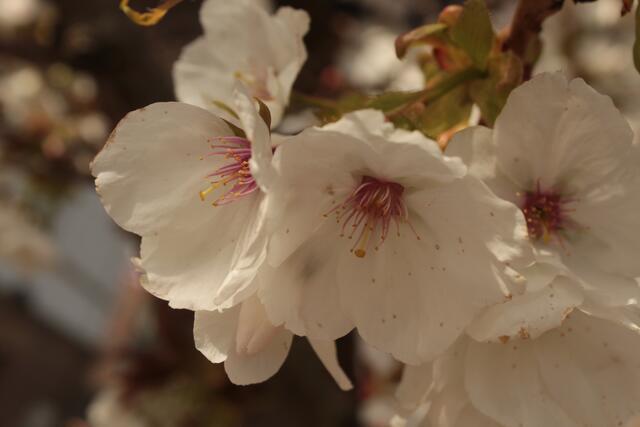 Kirschblüten