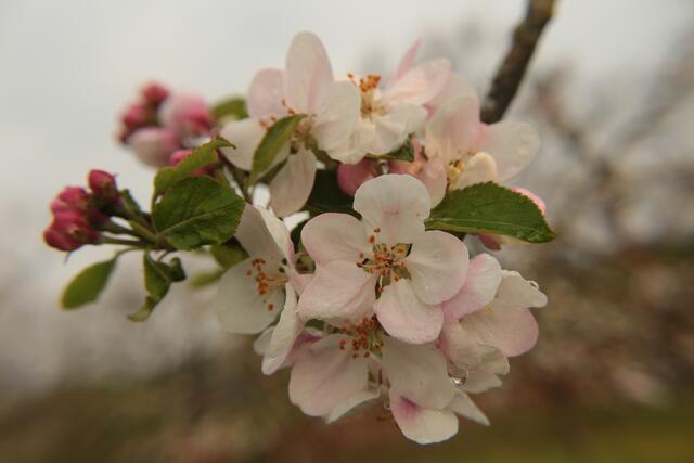 Apfelblüten