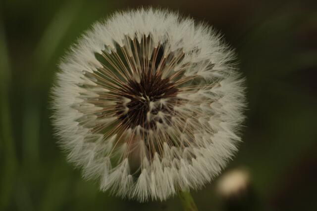Pusteblume in Oedheim