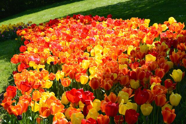 Tulpenmeer