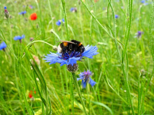 Hummel bei der Nahrungssuche