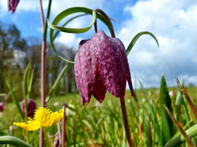 Schachblume